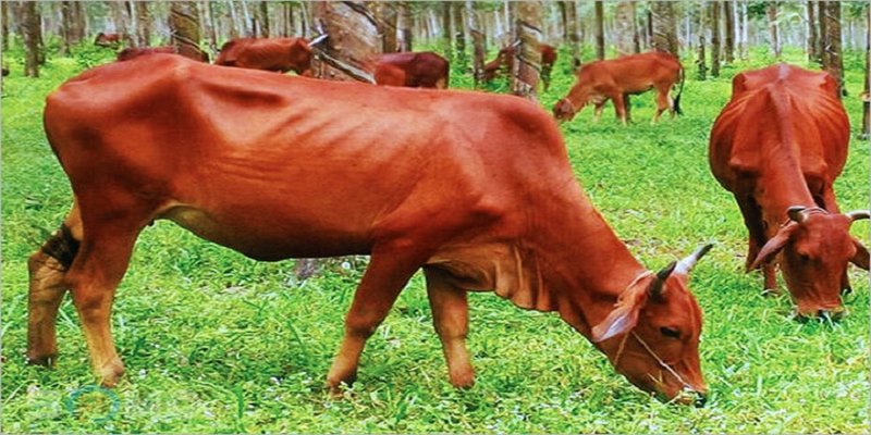 Chiêm bao thấy con bò rừng là điềm báo không tốt