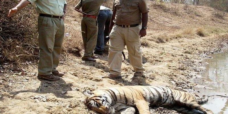 Chiêm bao thấy hình ảnh con hổ đã chết đánh con gì