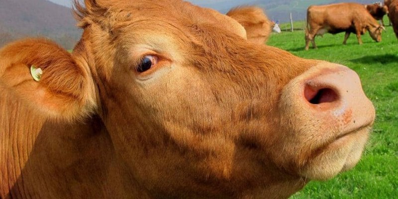 Con bò số mấy giúp anh em ăn to trúng lớn, kiếm bộn tiền